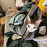 Cléopatre a rejoint le concours — aidez-le/la à gagner de superbes lots ! backpack, brown, casual, cat, clothing, couch, cozy, curious, fabric, face, furniture, green_eyes, home, indoor, pet, pillow, resting, soft, white, zipper