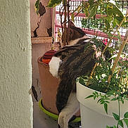Cléopatre a rejoint le concours — aidez-le/la à gagner de superbes lots ! animal, balcony, cat, curious, feline, floor, green, home, indoor_plant, leaf, nature, outdoor, pet, plant, potted_plant, railing, side_view, striped, wall, white