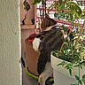 animal, balcony, cat, curious, feline, floor, green, home, indoor_plant, leaf, nature, outdoor, pet, plant, potted_plant, railing, side_view, striped, wall, white