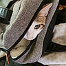Cléopatre a rejoint le concours — aidez-le/la à gagner de superbes lots ! adventure, animal, backpack, cat, closeup, cozy, curious, cute, ear, eye, fabric, feline, grey, hidden, indoor, peeking, pet, soft, texture, zipper