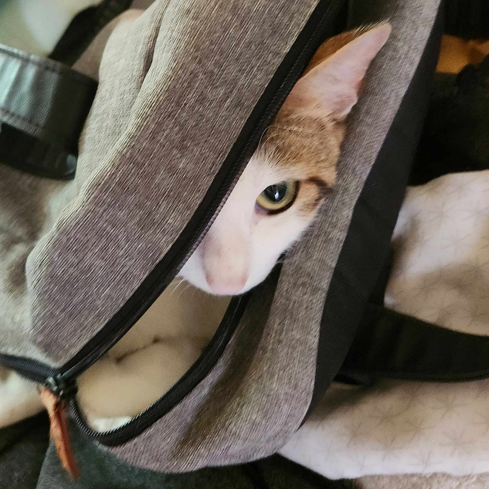 Cléopatre a rejoint le concours — aidez-le/la à gagner de superbes lots ! adventure, animal, backpack, cat, closeup, cozy, curious, cute, ear, eye, fabric, feline, grey, hidden, indoor, peeking, pet, soft, texture, zipper
