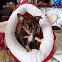 Cerbère a rejoint le concours — aidez-le/la à gagner de superbes lots ! chihuahua, puppy, dog, pet_bed, reindeer_costume, antlers, cozy, indoor, blanket, fur, cute, small_dog, animal, brown_fur, white_fur, looking, soft, resting, household, comfort