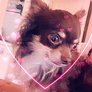 Cerbère participe au concours pour gagner de l'argent avec cette photo : dog, chihuahua, pet, heart_filter, pink_hearts, cute, small_dog, indoor, fur, close_up, blurry, affectionate, animal, companion, love, portrait, domestic, fluffy, face, ears
