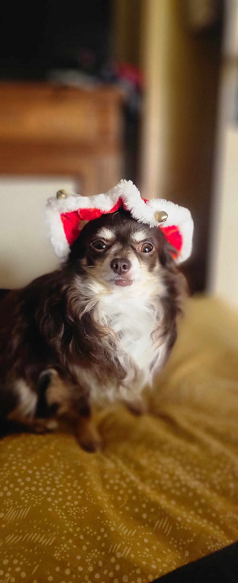 Cerbère participe au concours pour gagner de l'argent avec cette photo : dog, pet, animal, indoor, hat, christmas_hat, festive, brown_fur, white_fur, bed, blanket, closeup, portrait, cute, domestic_animal, small_dog, chihuahua, fur, looking_at_camera, bells