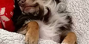 Cerbère a rejoint le concours — aidez-le/la à gagner de superbes lots ! dog, chihuahua, sleeping, blanket, cozy, resting, pet, fur, cute, small_dog, indoor, pillow, comfort, relaxation, animal, snuggled, cute_pet, peaceful, fluffy, warm