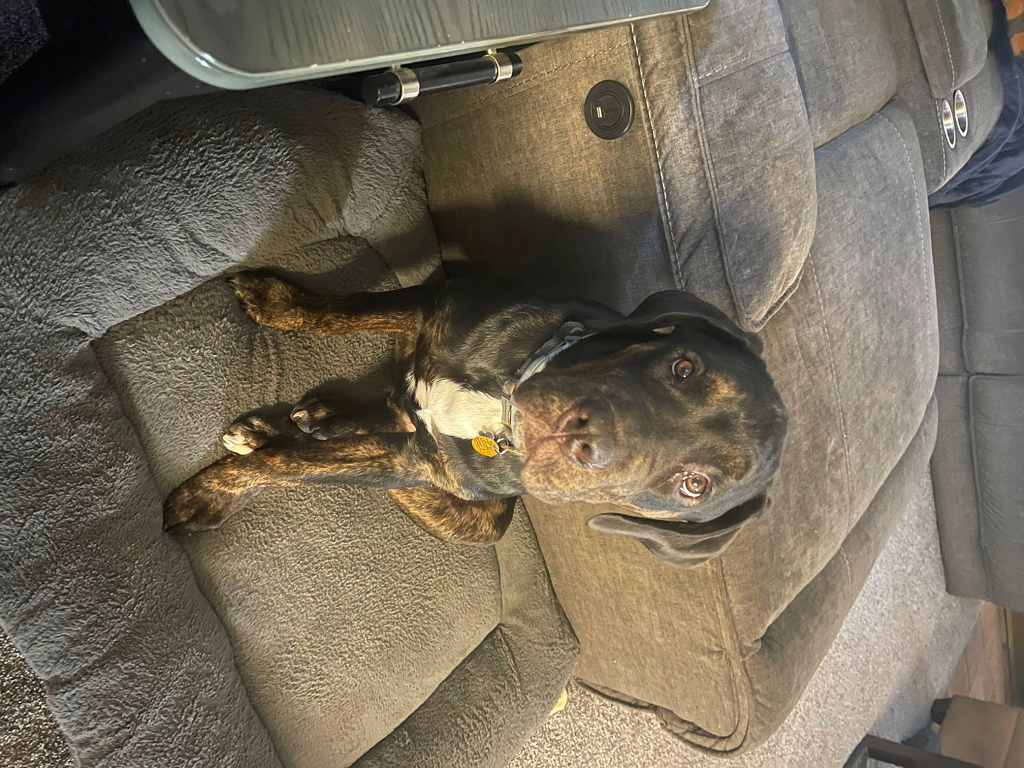 Dozer is registered to the contest to win money with this photo: auto_part, automotive_design, automotive_exterior, automotive_tire, automotive_wheel_system, bumper, grey, hood, metal, motor_vehicle, personal_luxury_car, personal_protective_equipment, rim, terrestrial_animal, tire, tread, trunk, vehicle, vehicle_door, wheel