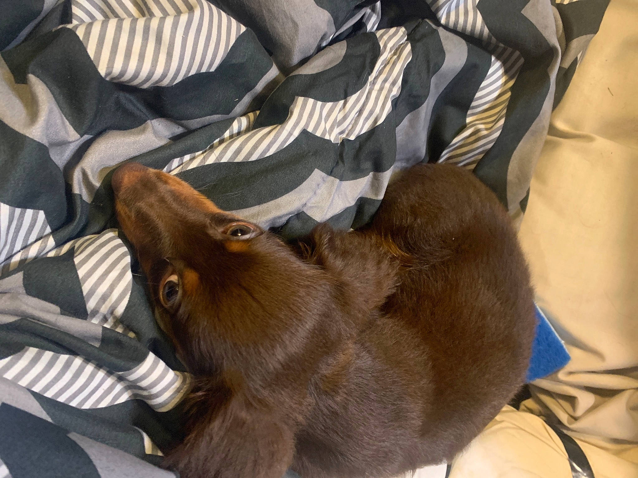 Willow joined the competition — help win amazing prizes! bag, canidae, carnivore, claw, collar, comfort, companion_dog, dog, dog_breed, fawn, felidae, fur, liver, nap, small_to_medium_sized_cats, snout, sporting_group, whiskers, wildlife, working_animal