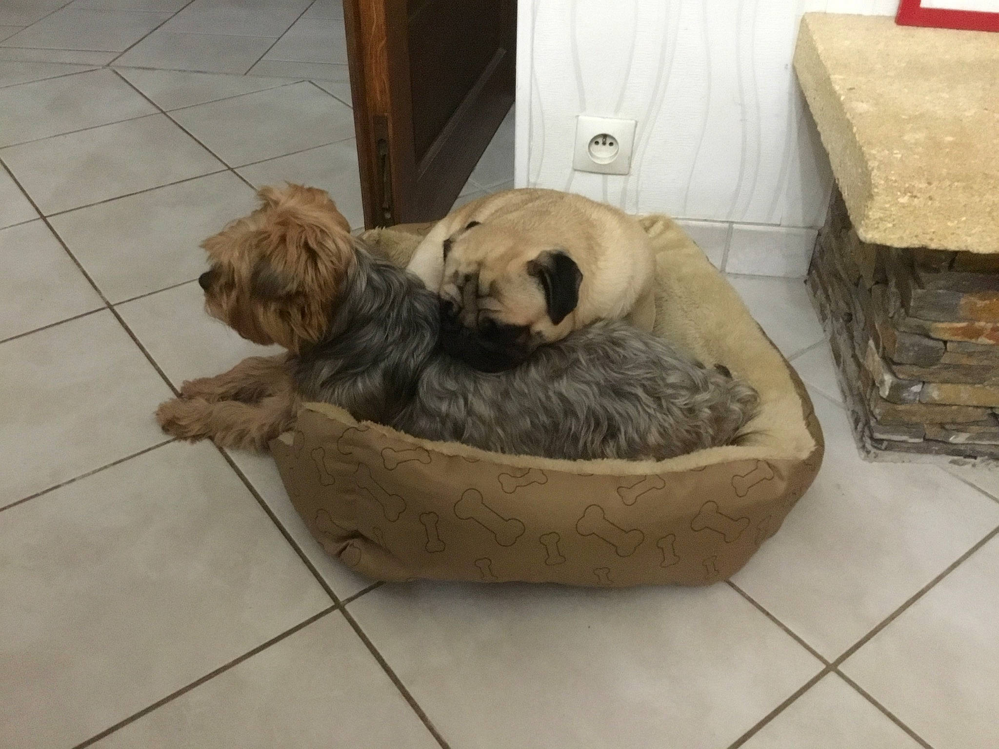 Gala a rejoint le concours — aidez-le/la à gagner de superbes lots ! canidae, carnivore, companion_dog, dog, dog_bed, dog_breed, glen_of_imaal_terrier, mammal, poodle_crossbreed, puppy, sealyham_terrier, shih_tzu, sporting_group, sporting_lucas_terrier, terrier, tibetan_terrier, toy_dog