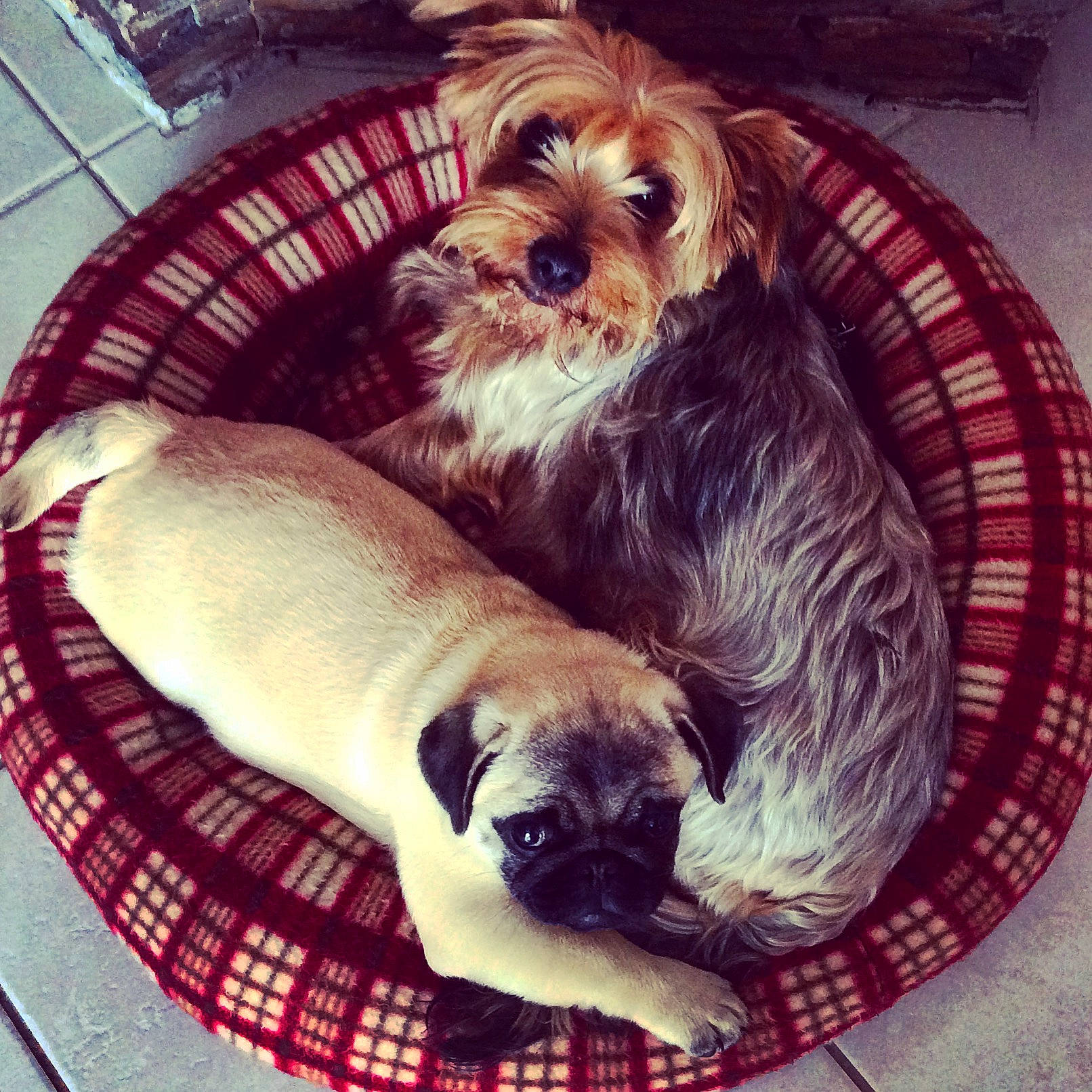 Gala a rejoint le concours — aidez-le/la à gagner de superbes lots ! canidae, carnivore, companion_dog, dog, dog_breed, fur, love, maltese, mammal, morkie, petit_basset_griffon_vendeen, puppy, puppy_love, schnoodle, shih_tzu, small_terrier, sporting_group, sporting_lucas_terrier, toy_dog, yorkshire_terrier