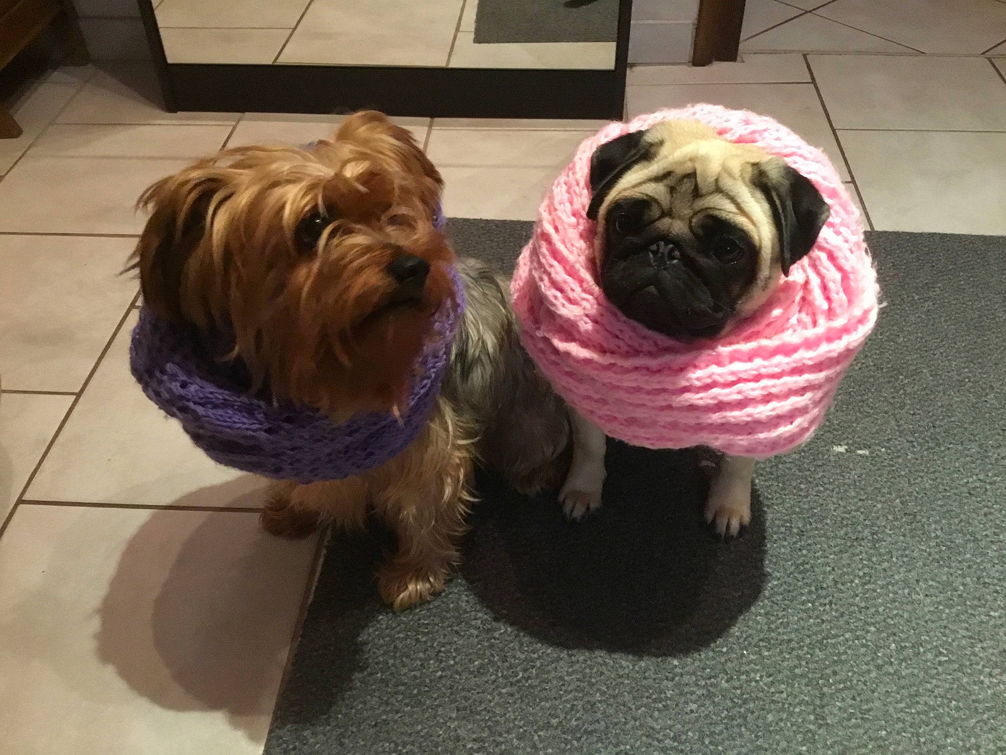 Gala a rejoint le concours — aidez-le/la à gagner de superbes lots ! australian_silky_terrier, canidae, carnivore, catalan_sheepdog, chinese_imperial_dog, companion_dog, dog, dog_breed, dog_clothes, lhasa_apso, mammal, rare_breed_dog, shih_tzu, small_terrier, snout, sporting_group, terrier, toy_dog, vertebrate, yorkshire_terrier