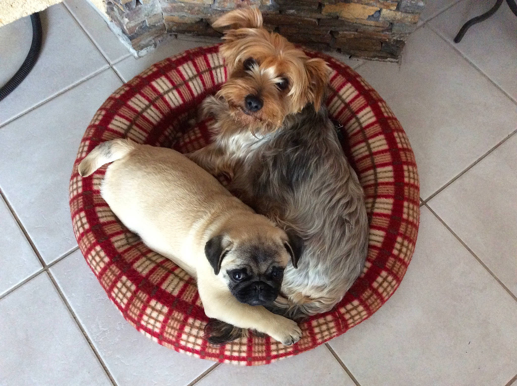 Gala a rejoint le concours — aidez-le/la à gagner de superbes lots ! border_terrier, cairn_terrier, canidae, carnivore, companion_dog, dog, dog_bed, dog_breed, glen_of_imaal_terrier, lhasa_apso, norfolk_terrier, puppy, schnoodle, sporting_lucas_terrier, terrier