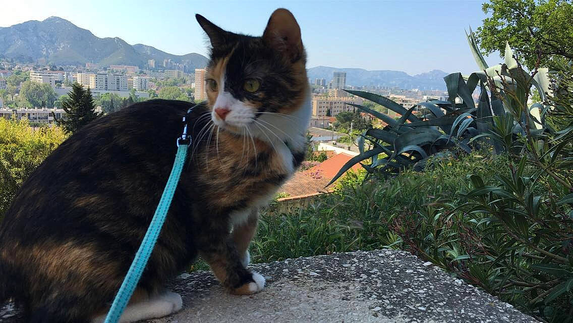 Nova participe au concours pour gagner de l'argent avec cette photo : aegean_cat, american_wirehair, carnivore, cat, cymric, domestic_short_haired_cat, european_shorthair, fawn, felidae, german_rex, grass, kitten, mammal, organism, polydactyl_cat, small_to_medium_sized_cats, tabby_cat, tree, whiskers, wild_cat