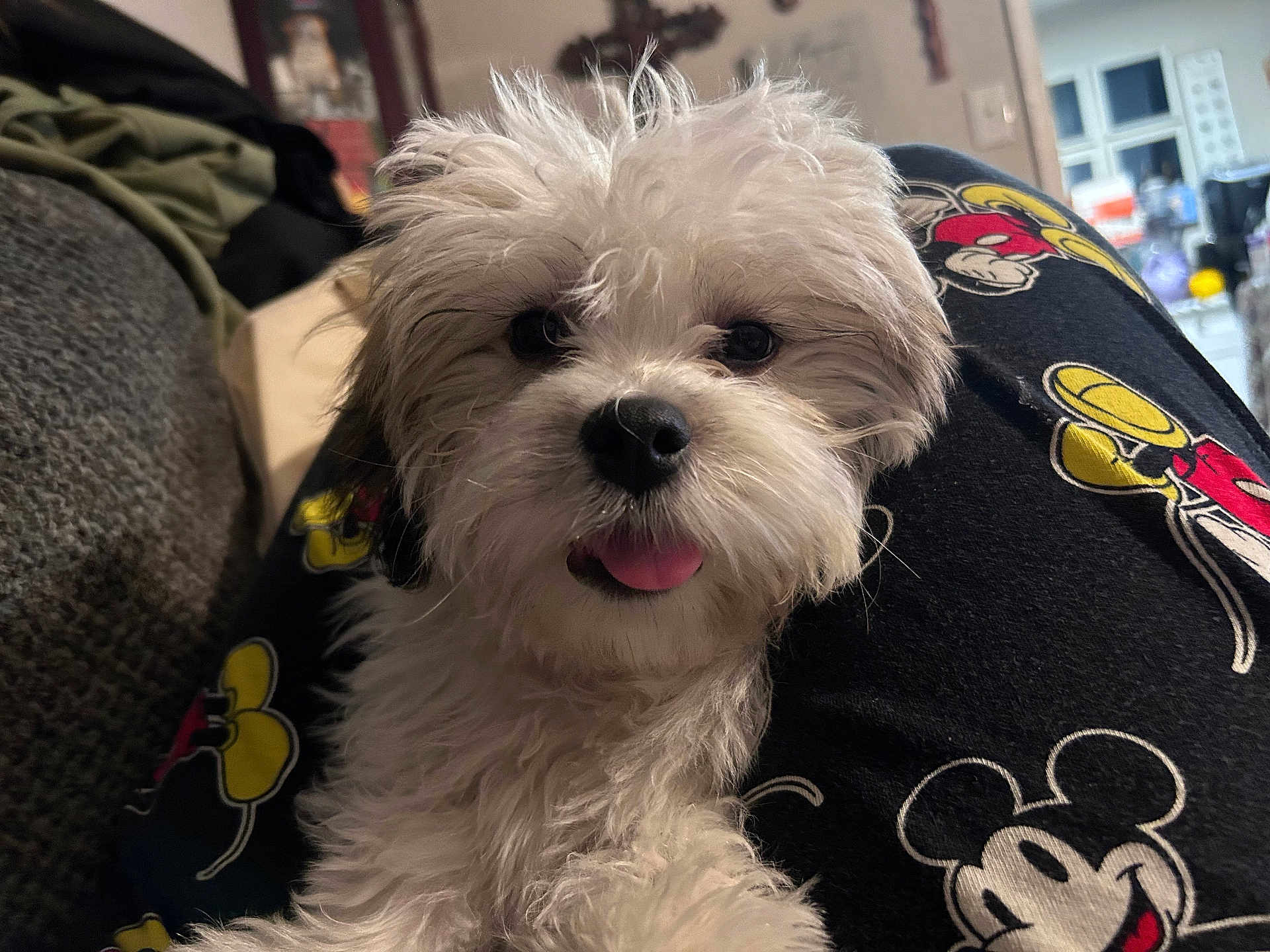 Zoe joined the competition — help win amazing prizes! dog, puppy, small_dog, fluffy, white_fur, tongue_out, close_up, portrait, indoor, couch, pajamas, mickey_mouse, pattern, lap, cute, pet, whiskers, black_nose, eyes, fur
