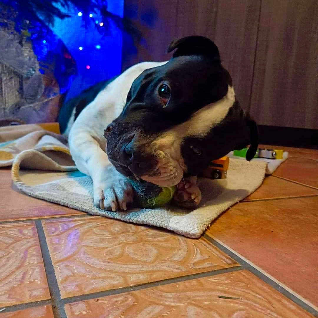 Shadow a rejoint le concours — aidez-le/la à gagner de superbes lots ! animal, background_lights, ball, black_and_white, cabinet, canine, chewing, cozy, dog, floor, focused, home, indoor, muzzle, paw, pet, playful, rug, tile_floor, toy