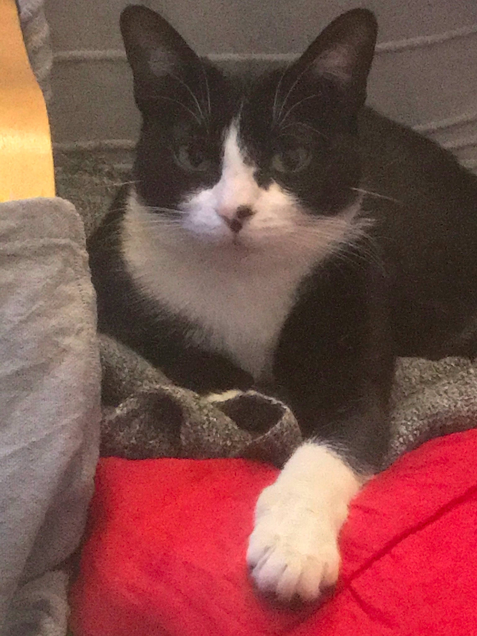 Shivas a rejoint le concours — aidez-le/la à gagner de superbes lots ! carmine, carnivore, cat, comfort, domestic_short_haired_cat, eye, felidae, foot, formal_wear, fur, head, human_leg, lap, leg, paw, sitting, small_to_medium_sized_cats, snout, tail, whiskers