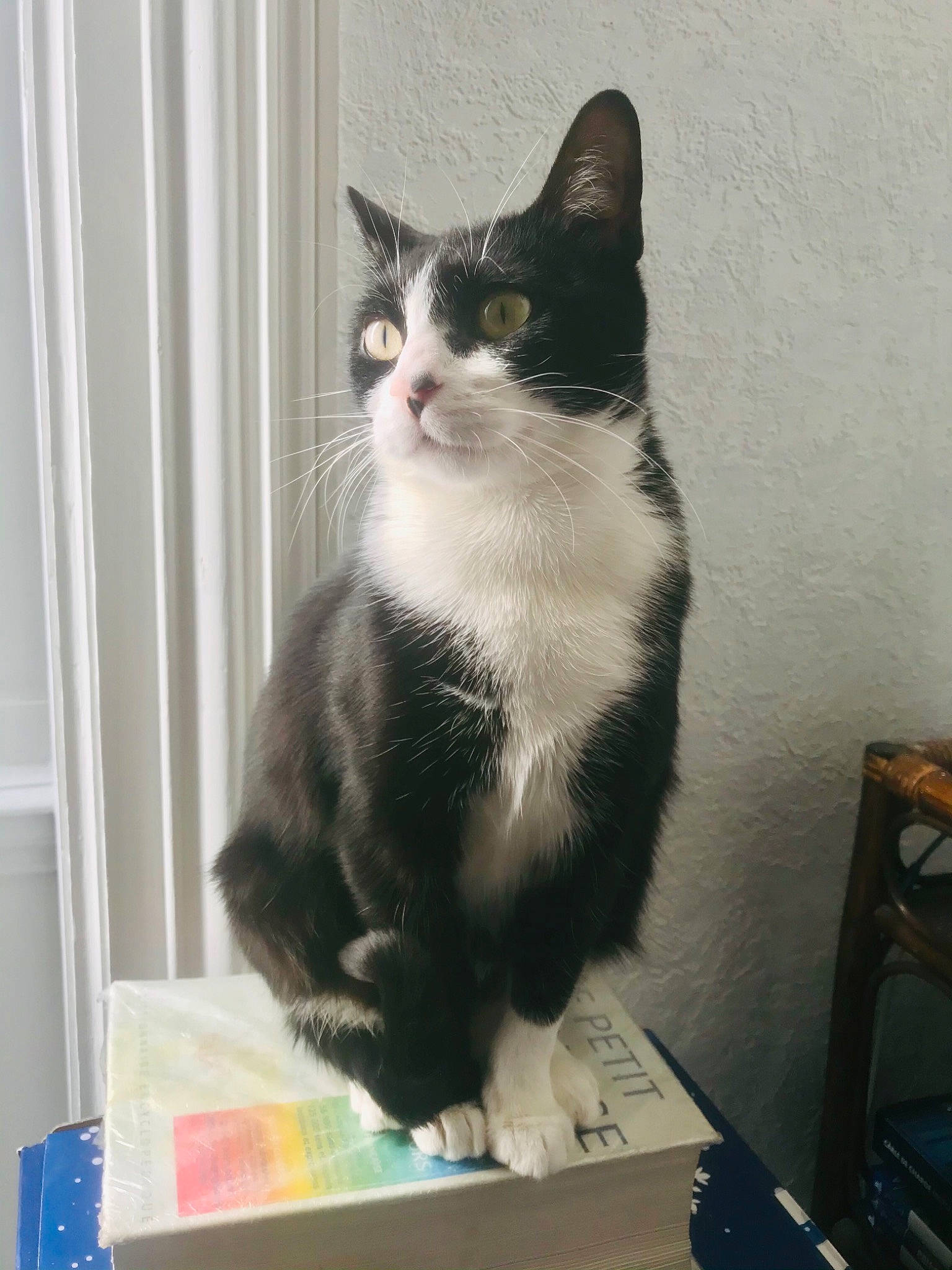 Shivas participe au concours pour gagner de l'argent avec cette photo : box, carnivore, cat, chair, domestic_short_haired_cat, felidae, fur, paw, sitting, small_to_medium_sized_cats, snout, tail, whiskers, window