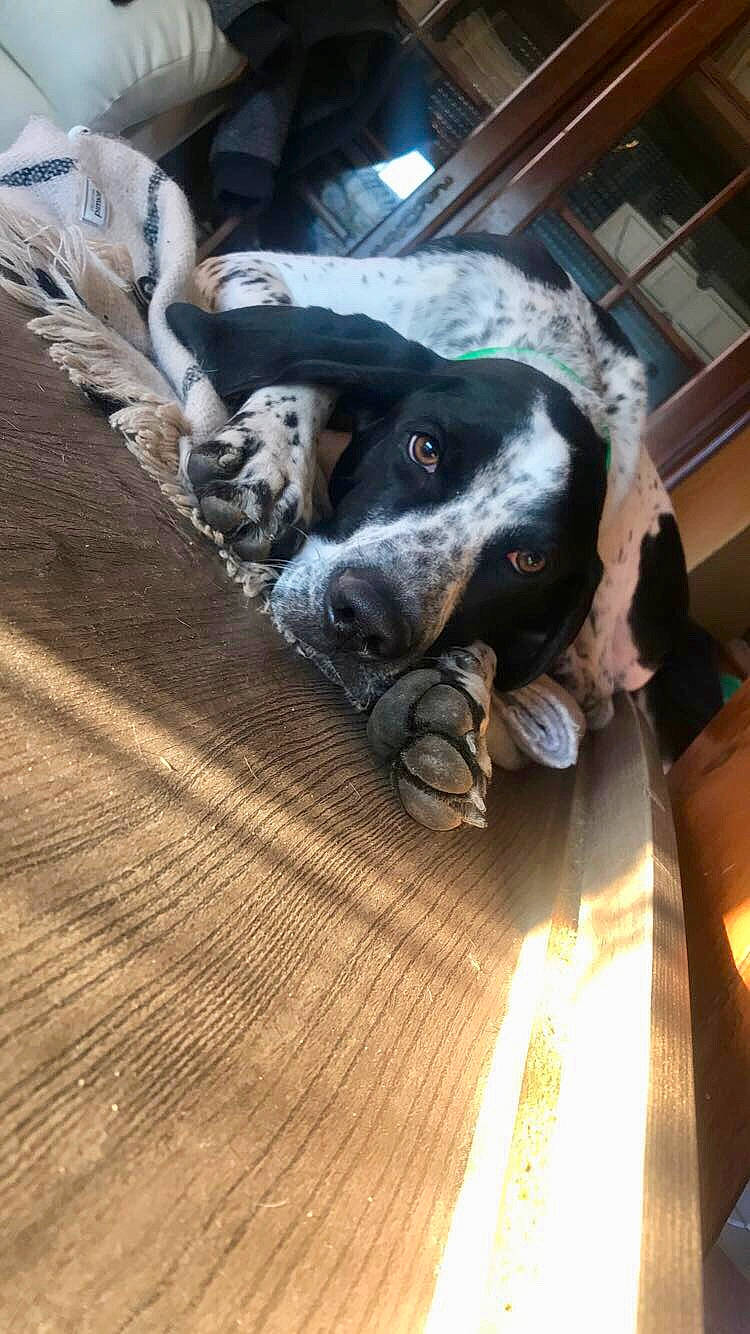 Over a rejoint le concours — aidez-le/la à gagner de superbes lots ! building, canidae, carnivore, companion_dog, dog, dog_breed, dog_collar, fawn, flooring, fur, guard_dog, hardwood, sculpture, snout, sporting_group, table, window, wood, wood_stain, working_animal