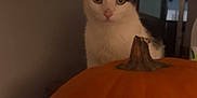 Boo Bear joined the competition — help win amazing prizes! cat, pumpkin, indoor, animal, black_and_white, curious, pet, feline, autumn, dim_lighting, cozy, room, table, close_up, still_life, domestic_animal, whiskers, ears, eyes, face