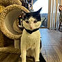 Boo Bear is registered to the contest to win money with this photo: cat, black_and_white, bow_tie, indoor, wooden_floor, cat_tunnel, pet, animal, feline, sitting, curious, ears, whiskers, tail, domestic, household, flooring, window, light, chair