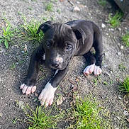 Diesel is registered to the contest to win money with this photo: puppy, dog, puppy_face, black_puppy, white_paws, grass, dirt, outdoor, cute, looking_up, paw, pet, domestic_animal, animal, young, eyes, ears, nose, sitting, ground