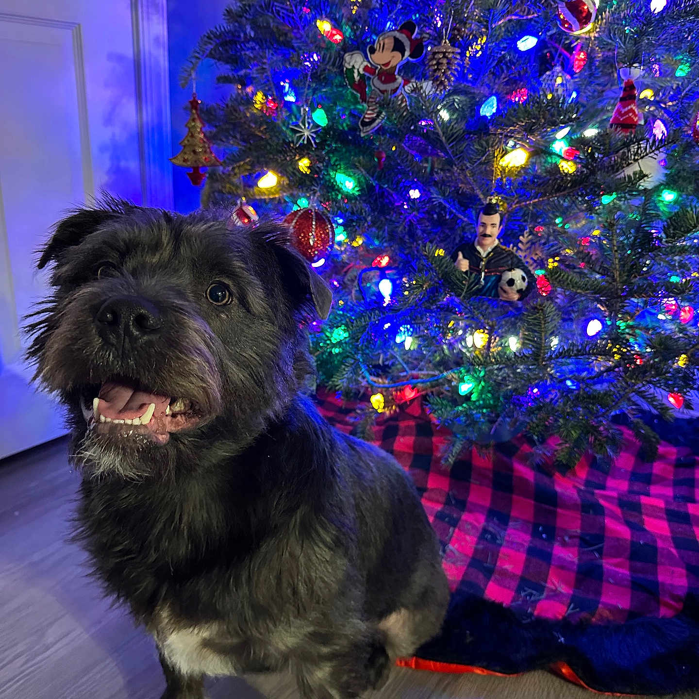 Jack is registered to the contest to win money with this photo: adult, affenpinscher, animal, canine, couch, dog, face, furniture, hardwood, head, lighting, male, man, person, pet, plant, sphere, terrier, tree, wood