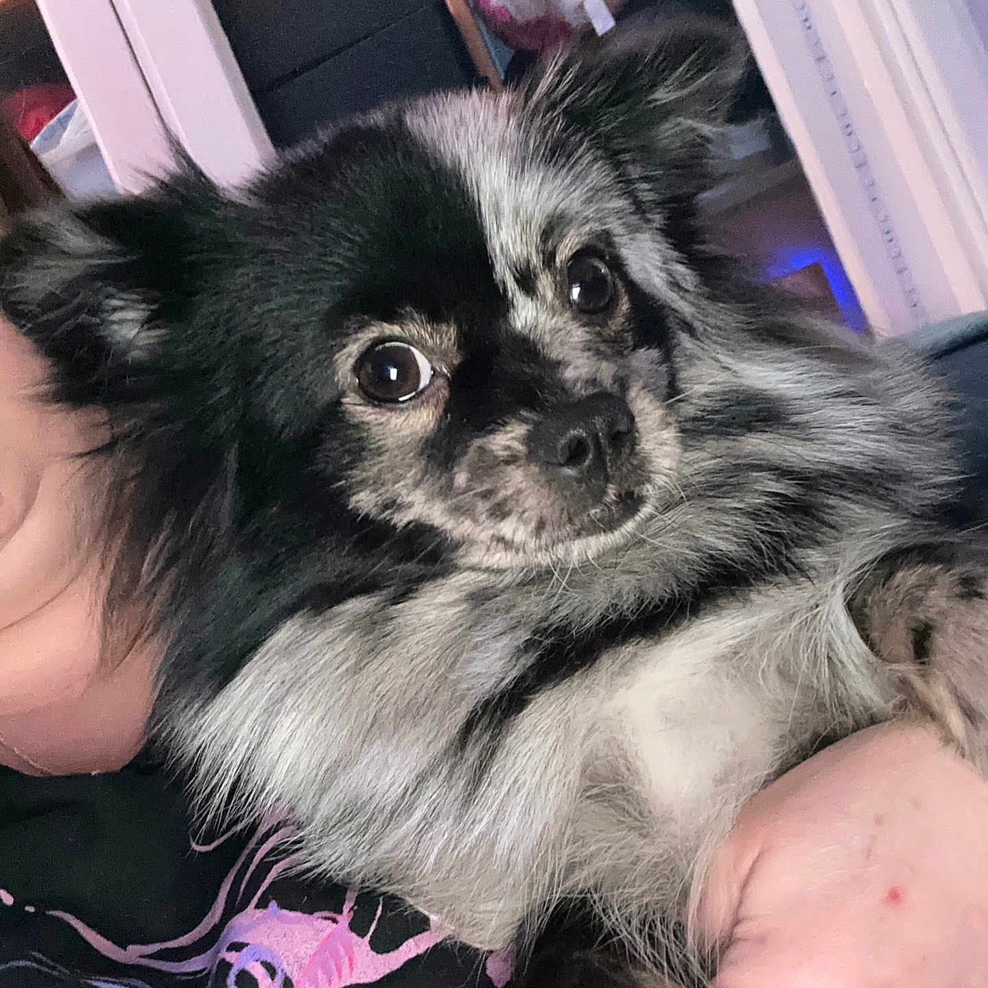 Kiki is registered to the contest to win money with this photo: animal, bed, bedroom, canine, chihuahua, clothing, cockerspaniel, dog, eskimodog, face, furniture, head, indoors, papillon, person, pet, photography, portrait, puppy, room