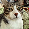 Jasper joined the competition — help win amazing prizes! cat, tabby_cat, close_up, green_eyes, whiskers, indoor, blanket, patterned_blanket, furniture, television, text_overlay, household_items, pet, domestic_animal, face, ears, nose, fur, resting, cozy