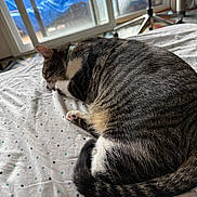 Jasper is registered to the contest to win money with this photo: cat, tabby, sleeping, bed, blanket, indoor, window, sliding_door, fur, tail, white_paws, collar, resting, domestic_animal, polka_dot, natural_light, quiet, relaxation, feline, home