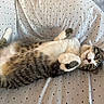 Jasper is registered to the contest to win money with this photo: cat, tabby, pet, animal, feline, lying_down, bed, sheet, polka_dot, white, gray, brown, striped, cute, relaxed, paws, indoor, fur, whiskers, resting