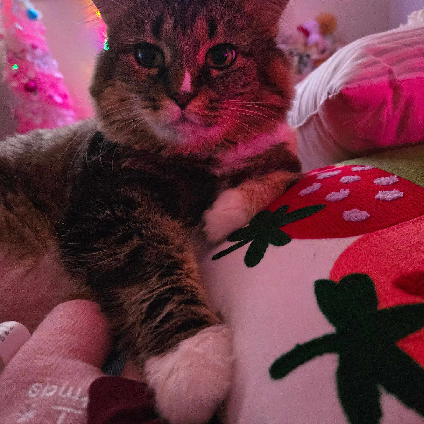 Nini Marie joined the competition — help win amazing prizes! bed, cat, closeup, comfort, cozy, cute, domestic_animal, feline, fur, home_decor, indoor, pet, pillow, relaxed, resting, soft_lighting, strawberry_pattern, string_lights, tabby, whiskers