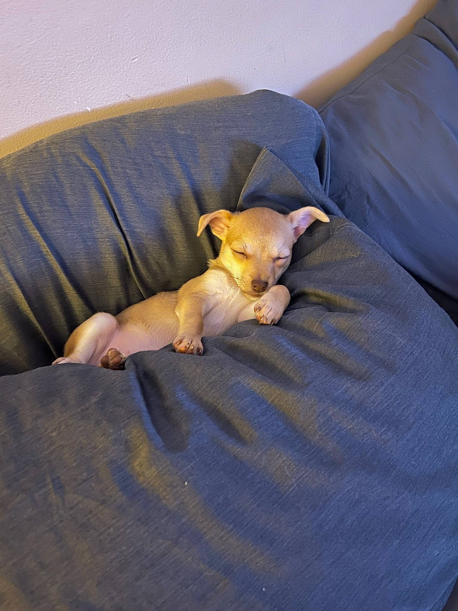 Stella is registered to the contest to win money with this photo: bed, bedding, canidae, carnivore, comfort, companion_dog, couch, dog, dog_breed, duvet, fawn, felidae, linens, sporting_group, tail, terrestrial_animal, throw_pillow, toy_dog, wood, working_animal