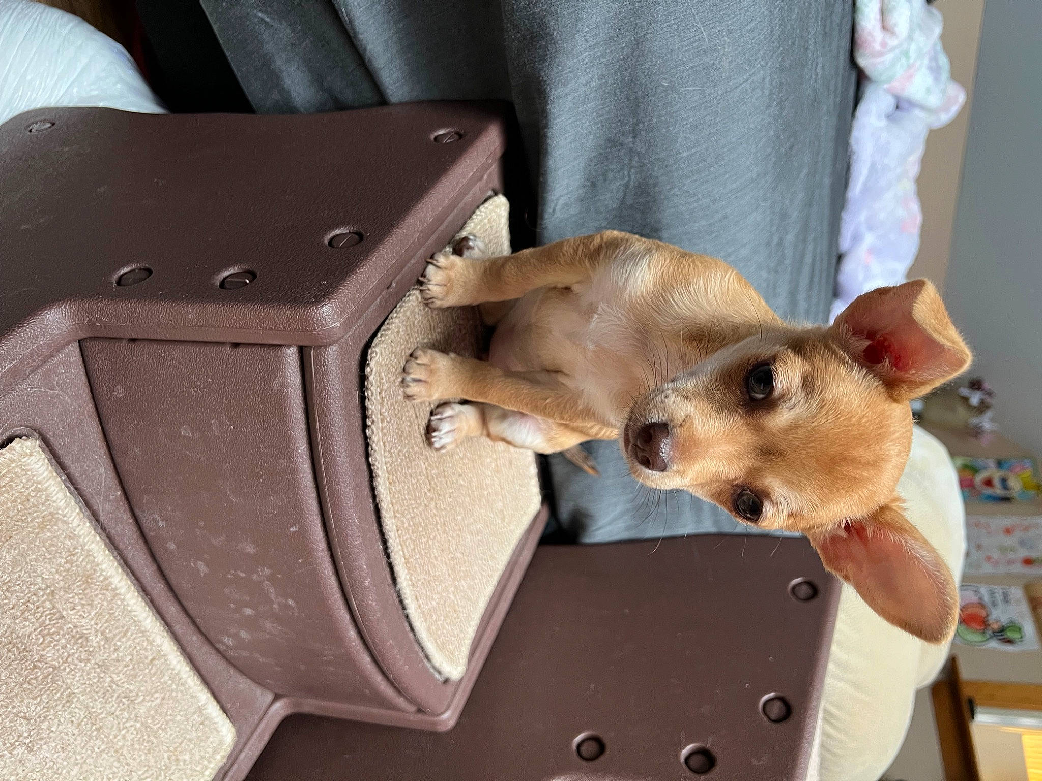 Stella joined the competition — help win amazing prizes! bag, canidae, carnivore, collar, comfort, companion_dog, dog, dog_breed, fashion_accessory, fawn, fur, snout, sporting_group, strap, toy_dog, whiskers, wood, working_animal