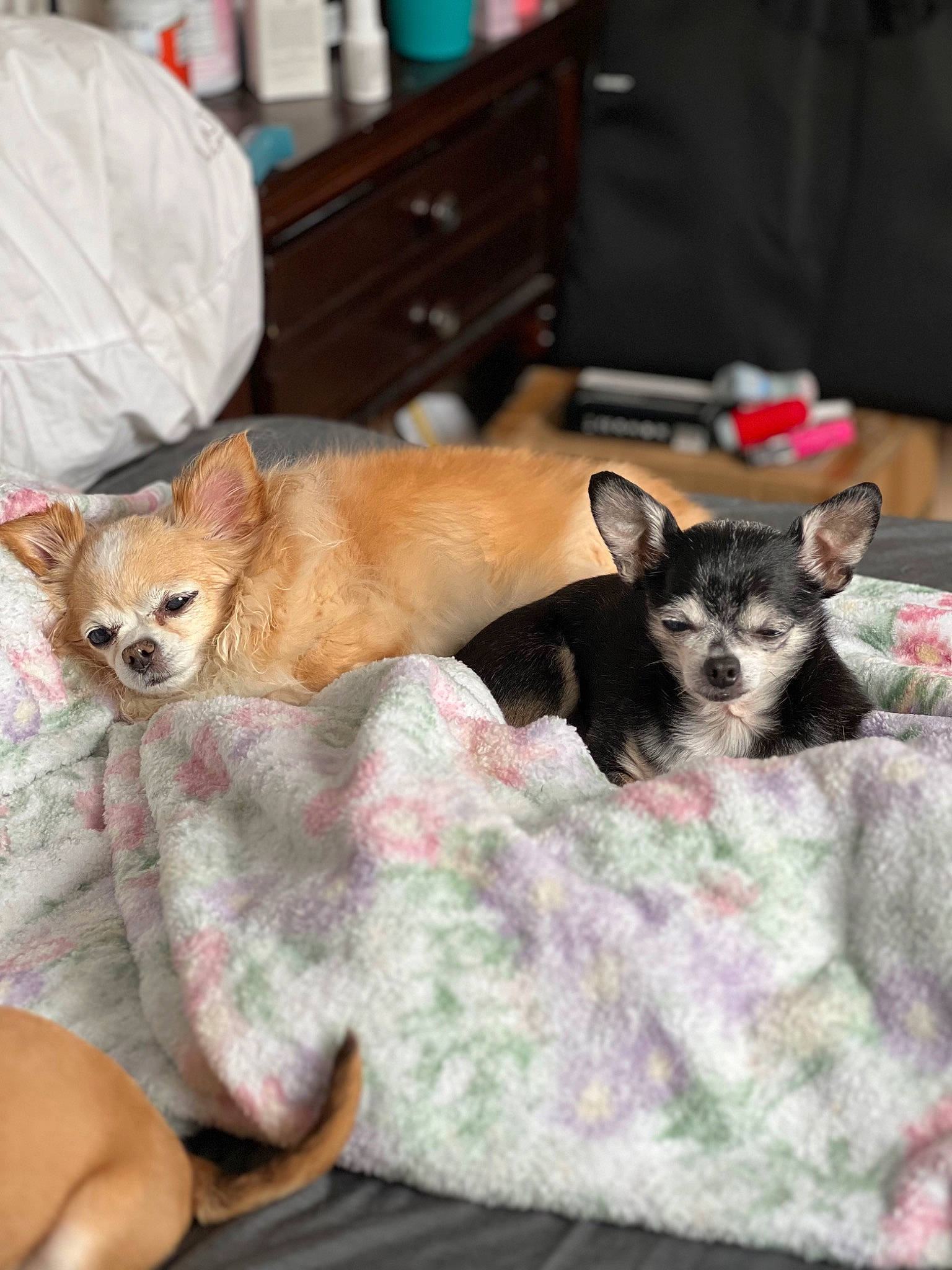 Stella is registered to the contest to win money with this photo: cabinetry, canidae, carnivore, chihuahua, comfort, companion_dog, dog, dog_breed, dog_supply, drawer, fawn, felidae, fur, linens, russkiy_toy, small_to_medium_sized_cats, snout, sporting_group, toy_dog, whiskers