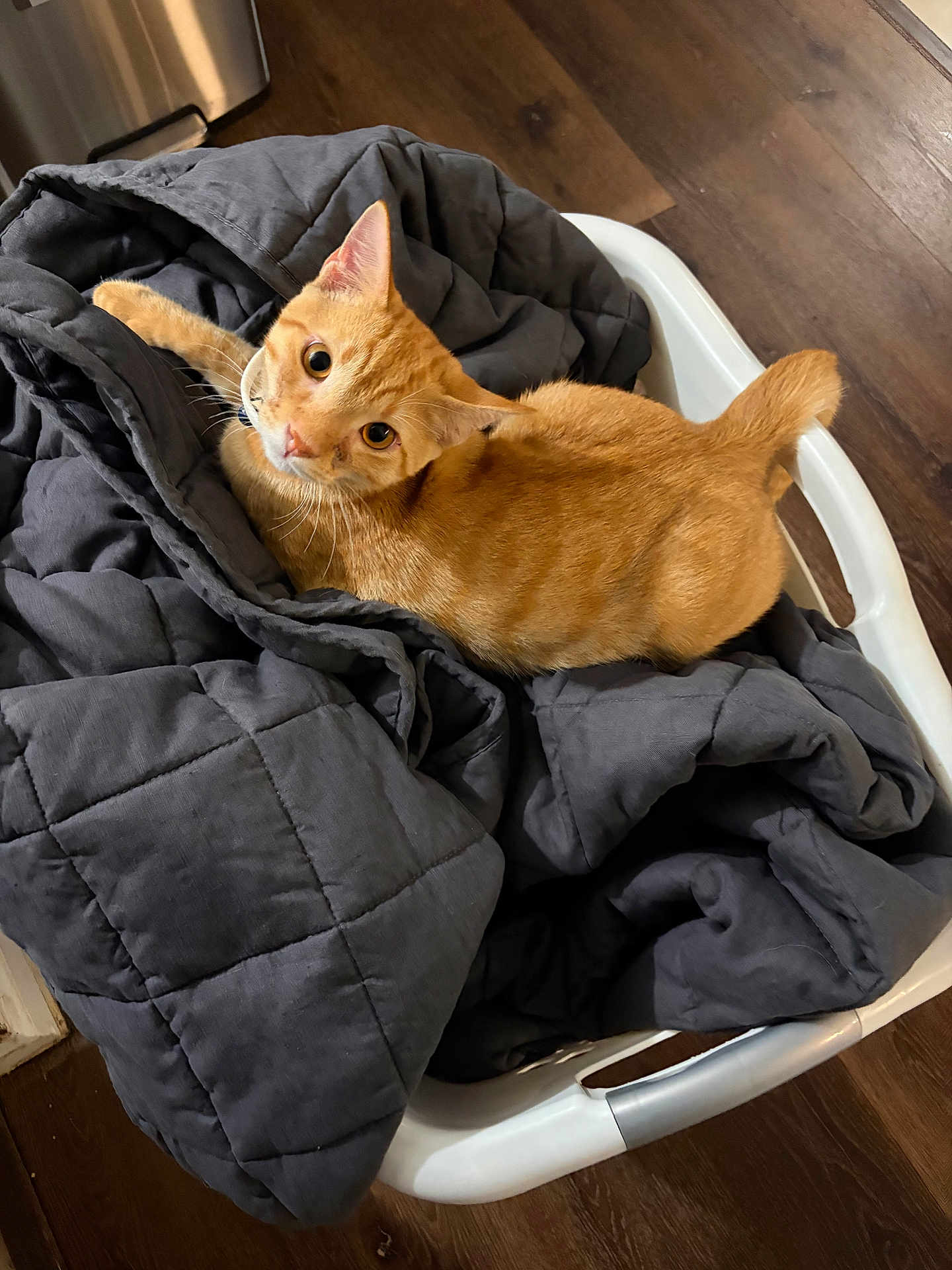 Blaze is registered to the contest to win money with this photo: cat, orange_cat, tabby, laundry_basket, blanket, quilt, indoor, hardwood_floor, looking_up, whiskers, eyes, pet, feline, basket, cozy, curious, collar, paws, resting, home