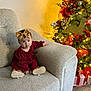 baby, celebration, child, christmas_tree, couch, cozy, decorations, festive, floor, golden_bow, happy, holiday_decor, indoors, lighting, ornaments, person, presents, red_dress, seated, smiling