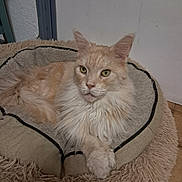 Lancelot participe au concours pour gagner de l'argent avec cette photo : animal, calm, cat, comfortable, cozy, cute, domestic_cat, feline, fluffy, fur, home, indoor, mammal, paws, pet_bed, portrait, quiet, relaxed, resting, yellow_eyes