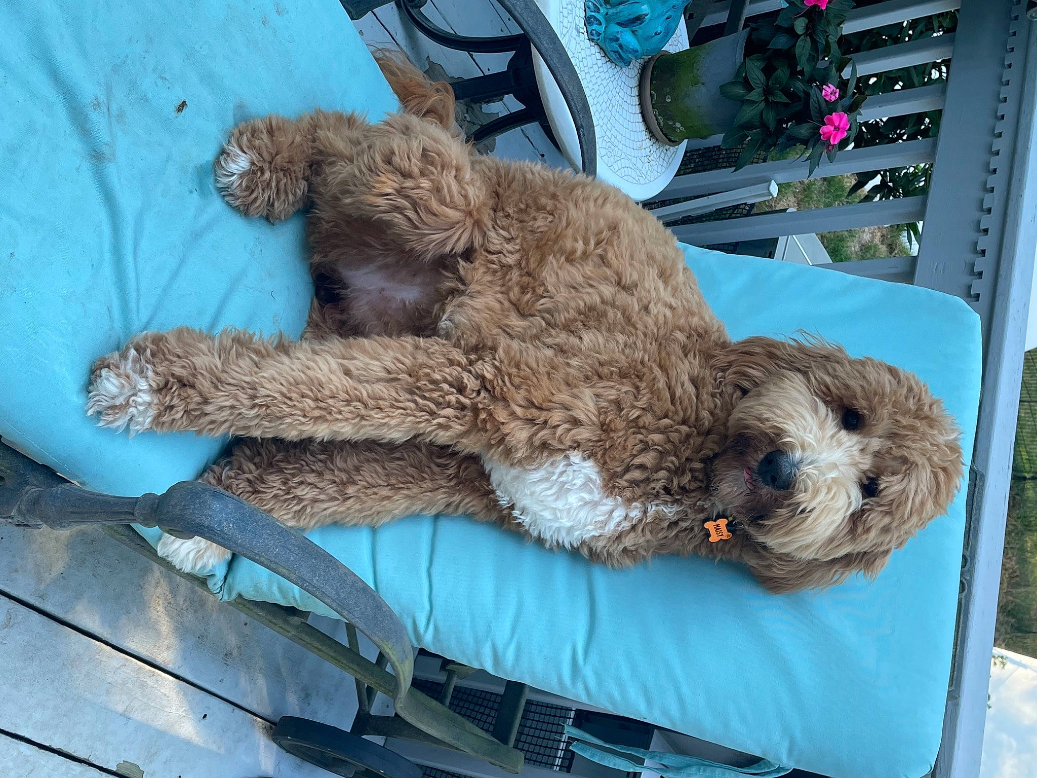 Masiy is registered to the contest to win money with this photo: beak, bird_of_prey, blue, canidae, carnivore, claw, dog_breed, falconiformes, fur, owl, sloth, snout, sporting_group, stuffed_toy, tail, terrestrial_animal, three_toed_sloth, toy, wood, wool