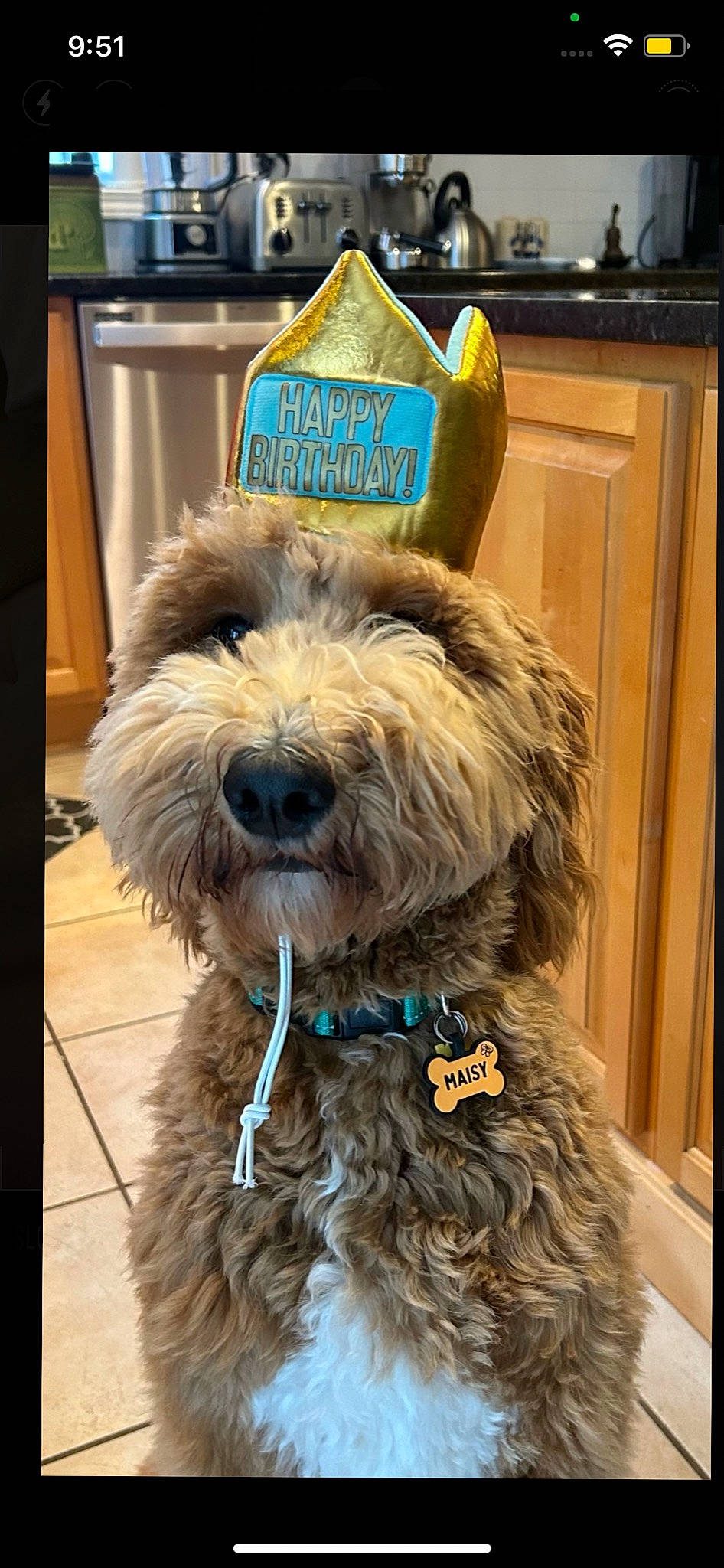 Masiy is registered to the contest to win money with this photo: canidae, carnivore, collar, companion_dog, dog, dog_breed, dog_collar, dog_supply, fur, liver, non_sporting_group, poodle_crossbreed, schnauzer, small_terrier, snout, sporting_group, terrier, toy_dog, water_dog, working_animal