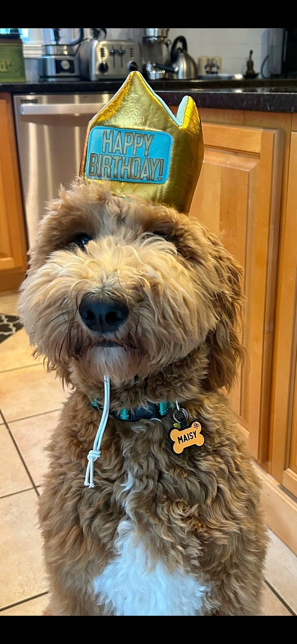 Masiy is registered to the contest to win money with this photo: cabinetry, canidae, carnivore, collar, companion_dog, dog, dog_breed, dog_collar, dog_supply, event, fur, liver, small_terrier, snout, sporting_group, terrier, toy_dog, water_dog, wood, working_animal