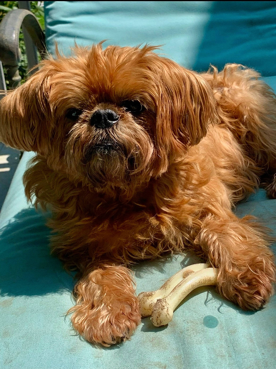 Ruby is registered to the contest to win money with this photo: canidae, carnivore, companion_dog, dog, dog_breed, fawn, fur, grass, liver, natural_material, shih_tzu, small_terrier, snout, sporting_group, terrestrial_animal, terrier, tire, toy_dog, working_animal, wrinkle