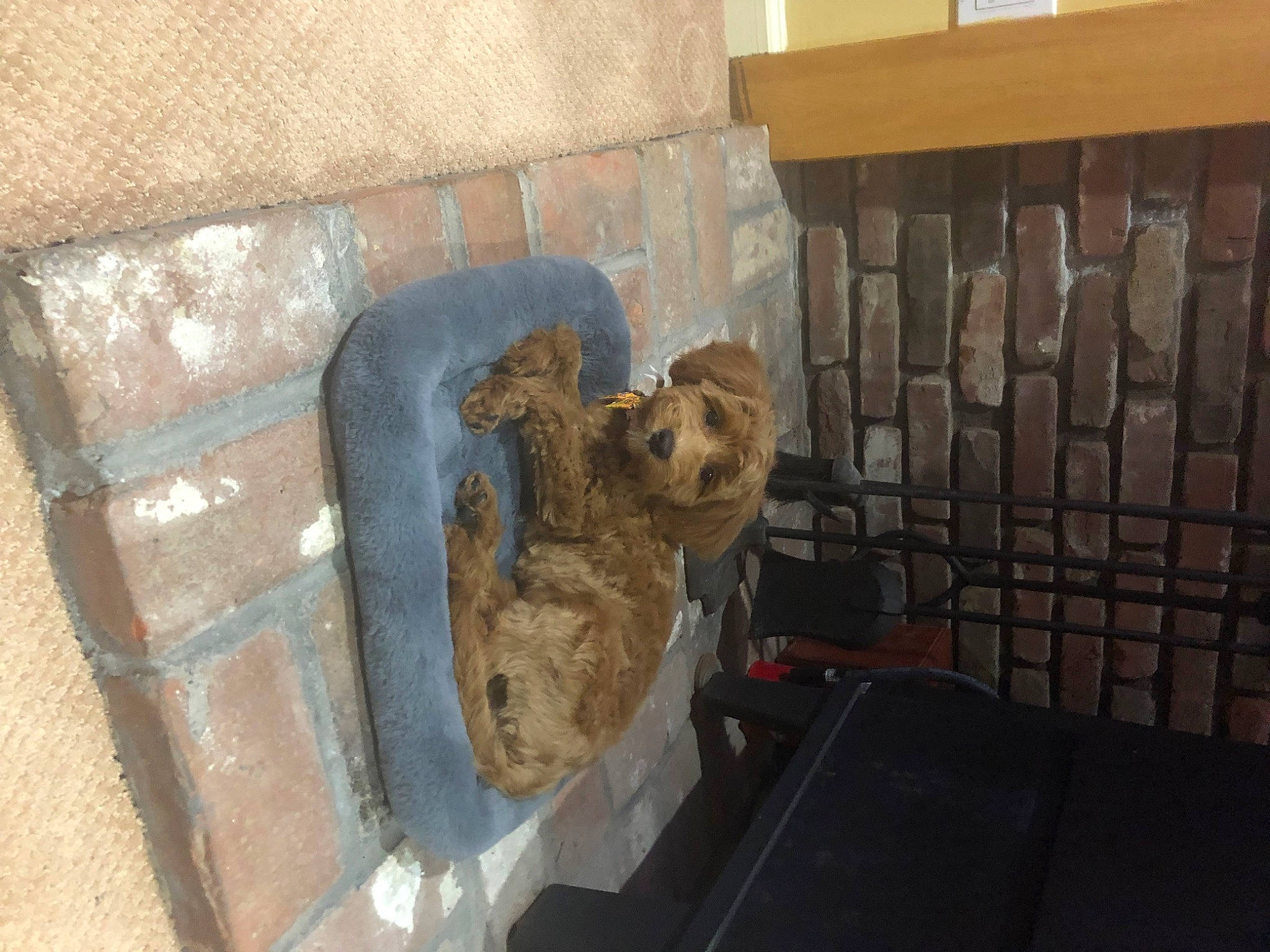 Murphy joined the competition — help win amazing prizes! artifact, canidae, carnivore, dog, dog_breed, dog_food, door, floor, flooring, fur, gas, hardwood, snout, sporting_group, terrestrial_animal, tile, toy, true_toad, wood, working_animal