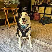 Rico is registered to the contest to win money with this photo: dog, heterochromia, living_room, carpet, harness, bandana, furniture, couch, table, bookshelf, backpack, sitting, indoor, smiling, pet, cozy, household_items, shelving, decor, portrait