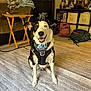dog, heterochromia, living_room, carpet, harness, bandana, furniture, couch, table, bookshelf, backpack, sitting, indoor, smiling, pet, cozy, household_items, shelving, decor, portrait