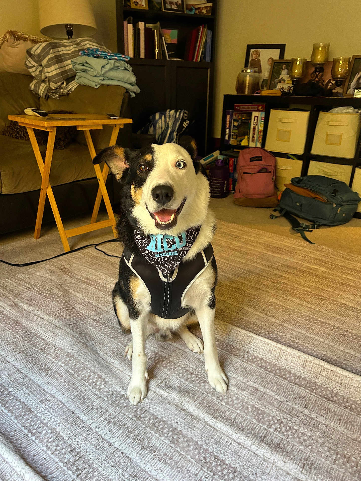 Rico is registered to the contest to win money with this photo: dog, heterochromia, living_room, carpet, harness, bandana, furniture, couch, table, bookshelf, backpack, sitting, indoor, smiling, pet, cozy, household_items, shelving, decor, portrait