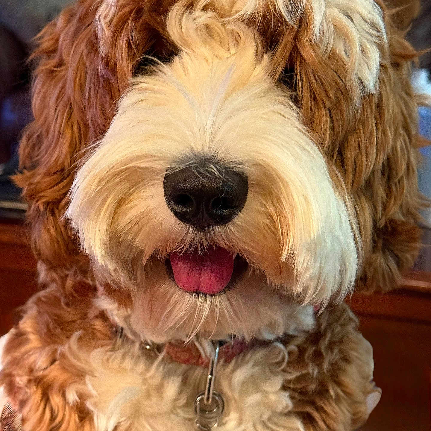 Zuri joined the competition — help win amazing prizes! animal, brown_and_white, close_up, collar, companion, curly_hair, cute, dog, domestic, friendly, fur, happy, indoor, mammal, nose, pet, portrait, shaggy, tag, tongue
