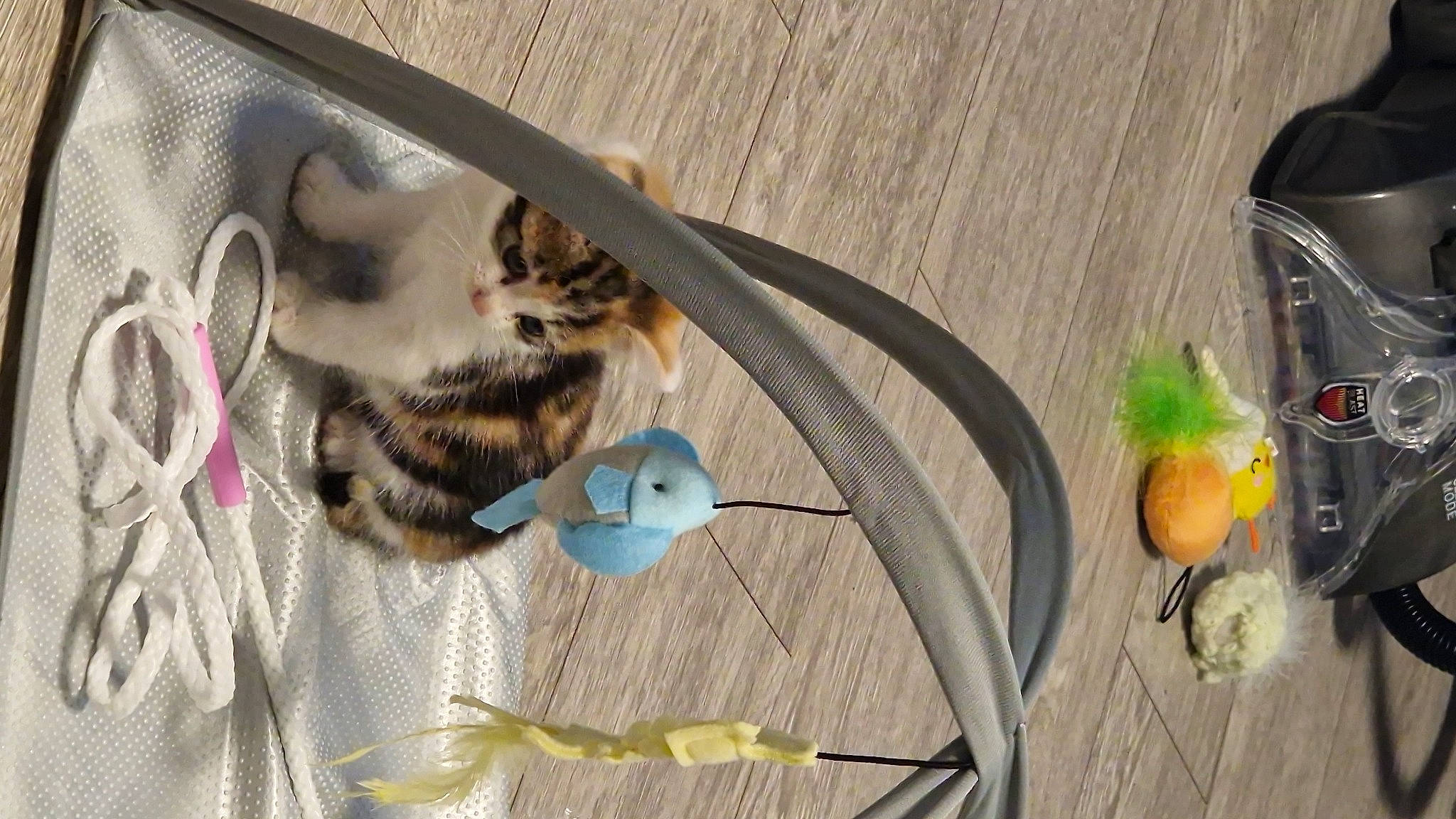 Arla joined the competition — help win amazing prizes! audio_equipment, beak, carnivore, cat, domestic_short_haired_cat, fawn, felidae, fruit, fur, grass, hardwood, parrot, paw, small_to_medium_sized_cats, tail, twig, whiskers, wire, wood, wood_stain