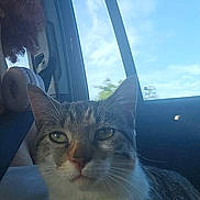 Nukka participe au concours pour gagner de l'argent avec cette photo : animal, car, carnivore, cat, curious, domestic_animal, ears, face, feline, indoor, pet, portrait, resting, seatbelt, sky, sunlight, tabby, travel, whiskers, window
