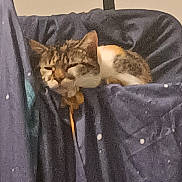 Nukka participe au concours pour gagner de l'argent avec cette photo : cat, animal, pet, sleeping, blanket, blue_blanket, indoor, cozy, feline, resting, fur, tabby_cat, calico_cat, decor, wrought_iron, wall, home, comfort, cute, relaxed