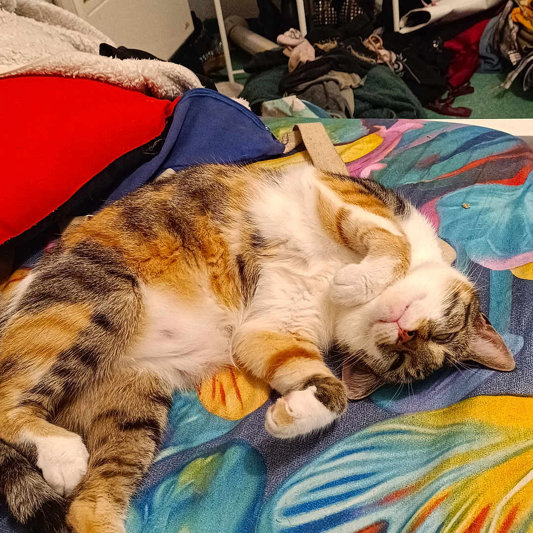 Nukka participe au concours pour gagner de l'argent avec cette photo : animal, bedroom, blanket, butterfly, cat, clothing, colorful, cozy, cute, domestic, feline, fur, furniture, indoor, paw, pet, relaxed, resting, shoes, sleeping