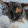 Nukka participe au concours pour gagner de l'argent avec cette photo : cat, calico_cat, sleeping, paw, fur, close_up, pet, animal, cute, resting, whiskers, ears, soft, indoor, cozy, feline, relaxation, bed, blanket, domestic_cat